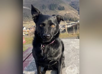 Ellie, sportliche Hündin, 5 Jahre, ca.52 cm *in 57339 Erndtebrück*
