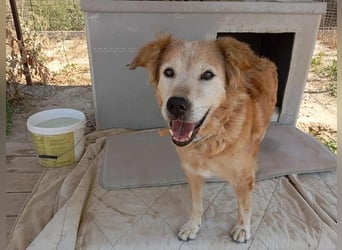 Laourita, tapfere Hundeomi, ca. 11 Jahre, ca. 56 cm, ca. 22 kg