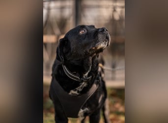 Elias, liebevoller Herzenshund, ca. 13 Jahre, ca. 55cm, ca. 25 kg *in 64287 Darmstadt*