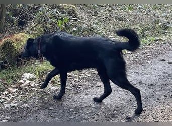 Ellie, sportliche Hündin, 5 Jahre, ca.52 cm *in 57339 Erndtebrück*