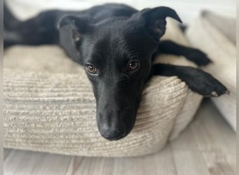 Babsi, stubenreiner Quatschkopf, ca 1 Jahr, ca 52 cm, ca. 12 kg *in 85591 Vaterstetten*