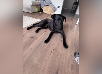 Mr. Néró, stubenreiner Traumhund , ca. 5 Jahre, ca. 52 cm, ca. 16 kg *in 82346 Andechs*