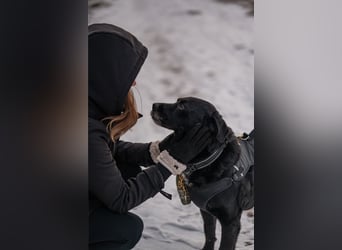 Elias, liebevoller Herzenshund, ca. 13 Jahre, ca. 55cm, ca. 25 kg *in 64287 Darmstadt*