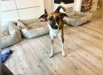 Juno, vorsichtige Hündin ca. 10 Monate, ca. 52 cm, ca. 17 kg *in 85591 Vaterstetten*