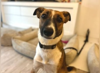 Juno, vorsichtige Hündin ca. 10 Monate, ca. 52 cm, ca. 17 kg *in 85591 Vaterstetten*