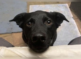 Ellie, sportliche Hündin, 5 Jahre, ca.52 cm *in 57339 Erndtebrück*