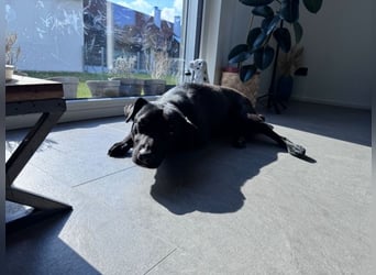 Mr. Néró, stubenreiner Traumhund , ca. 5 Jahre, ca. 52 cm, ca. 16 kg *in 82346 Andechs*