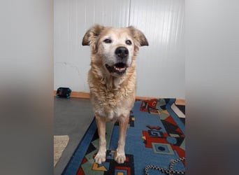 Laourita, tapfere Hundeomi, ca. 11 Jahre, ca. 56 cm, ca. 22 kg