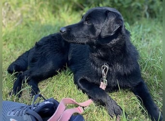 Ellie, sportliche Hündin, 5 Jahre, ca.52 cm *in 57339 Erndtebrück*