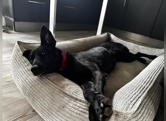 Babsi, stubenreiner Quatschkopf, ca 1 Jahr, ca 52 cm, ca. 12 kg *in 85591 Vaterstetten*