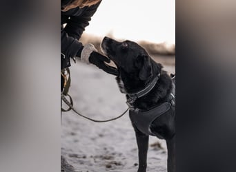 Elias, liebevoller Herzenshund, ca. 13 Jahre, ca. 55cm, ca. 25 kg *in 64287 Darmstadt*