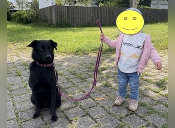 Ellie, sportliche Hündin, 5 Jahre, ca.52 cm *in 57339 Erndtebrück*