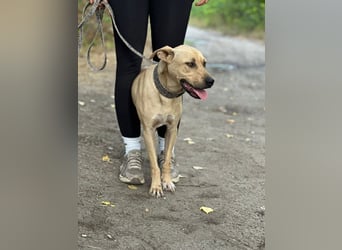 Billy, fröhlicher Wirbelwind, ca. 1 Jahr, ca. 55cm, ca. 23kg