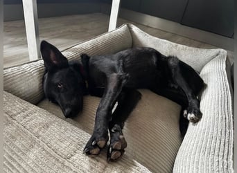 Babsi, stubenreiner Quatschkopf, ca 1 Jahr, ca 52 cm, ca. 12 kg *in 85591 Vaterstetten*