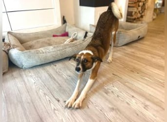 Juno, vorsichtige Hündin ca. 10 Monate, ca. 52 cm, ca. 17 kg *in 85591 Vaterstetten*