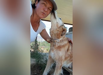 Laourita, tapfere Hundeomi, ca. 11 Jahre, ca. 56 cm, ca. 22 kg