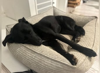 Babsi, stubenreiner Quatschkopf, ca 1 Jahr, ca 52 cm, ca. 12 kg *in 85591 Vaterstetten*