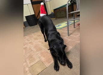 Ellie, sportliche Hündin, 5 Jahre, ca.52 cm *in 57339 Erndtebrück*