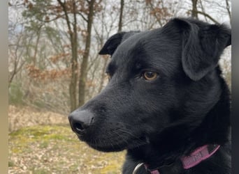 Ellie, sportliche Hündin, 5 Jahre, ca.52 cm *in 57339 Erndtebrück*