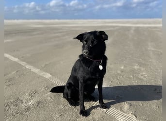 Ellie, sportliche Hündin, 5 Jahre, ca.52 cm *in 57339 Erndtebrück*