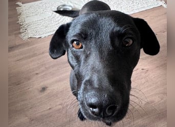 Mr. Néró, stubenreiner Traumhund , ca. 5 Jahre, ca. 52 cm, ca. 16 kg *in 82346 Andechs*