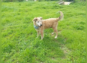 Laourita, tapfere Hundeomi, ca. 11 Jahre, ca. 56 cm, ca. 22 kg