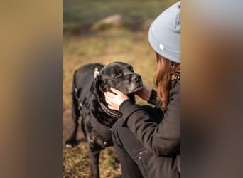 Elias, liebevoller Herzenshund, ca. 13 Jahre, ca. 55cm, ca. 25 kg *in 64287 Darmstadt*