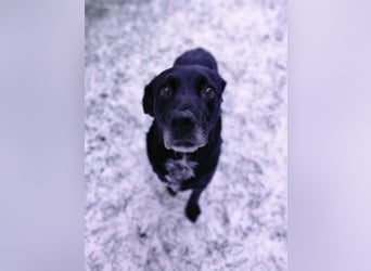 Elias, liebevoller Herzenshund, ca. 13 Jahre, ca. 55cm, ca. 25 kg *in 64287 Darmstadt*