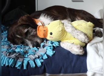 HARLEY _ unkomplizierter Freund fürs Leben