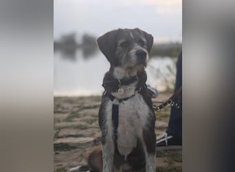 HARLEY _ unkomplizierter Freund fürs Leben