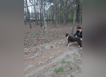 HARLEY _ unkomplizierter Freund fürs Leben