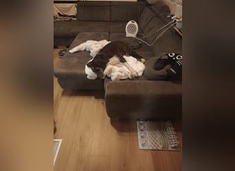 HARLEY _ unkomplizierter Freund fürs Leben