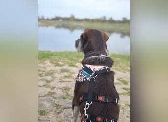 HARLEY _ unkomplizierter Freund fürs Leben