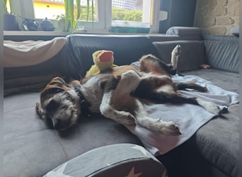 HARLEY _ unkomplizierter Freund fürs Leben