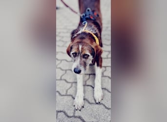 HARLEY _ unkomplizierter Freund fürs Leben