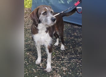 HARLEY _ unkomplizierter Freund fürs Leben