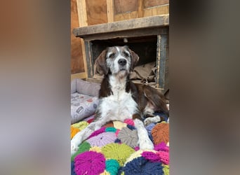 HARLEY _ unkomplizierter Freund fürs Leben