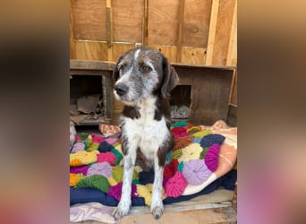 HARLEY _ unkomplizierter Freund fürs Leben