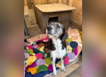 HARLEY _ unkomplizierter Freund fürs Leben