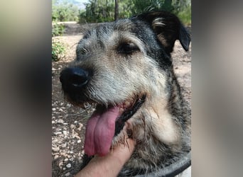 Lamine sucht sein Glück – treuer Begleiter mit großem Herz ❤️