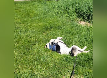 Sportliche Bella sucht ein Zuhause