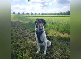 Sportliche Bella sucht ein Zuhause