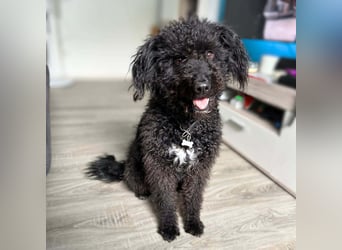 Mora - Gebt Mora eine Chance