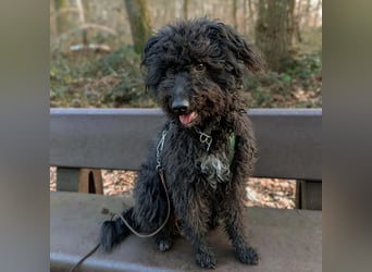 Mora - Gebt Mora eine Chance