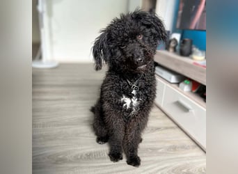 Mora - Gebt Mora eine Chance