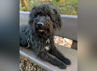 Mora - Gebt Mora eine Chance