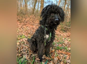 Mora - Gebt Mora eine Chance