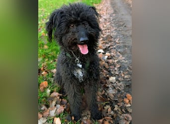 Mora - Gebt Mora eine Chance