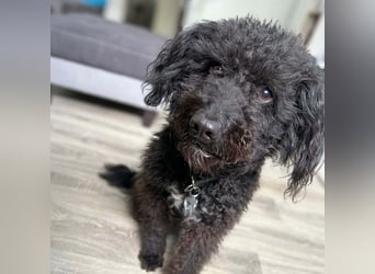 Mora - Gebt Mora eine Chance