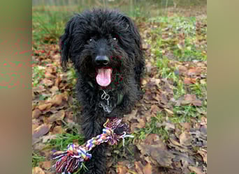 Mora - Gebt Mora eine Chance